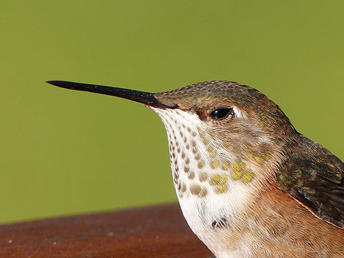 Hummingbird Picnic - About